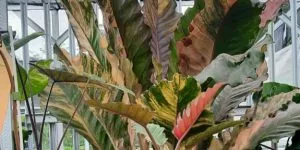 Anthurium Hookery Pink, Hybrid Baru Yang Lagi Trend