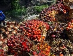 Presiden Jokowi Diapresiasi Petani Sawit Indonesia
