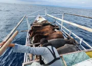 KN. Ular Laut-405 Bakamla RI Selamatkan Kapal Terombang Ambing di Laut Flores
