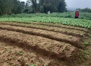 Diduga Ada Petani Mencaplok Tanah Petani