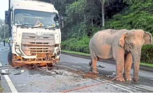 Viral Video Induk Gajah