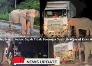 Viral Video Induk Gajah Menangis Saat Lihat Jasad Anaknya Tewas Terlindas