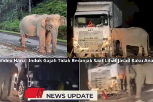 Viral Video Induk Gajah Menangis Saat Lihat Jasad Anaknya Tewas Terlindas