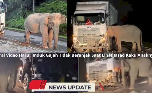 Viral Video Induk Gajah Menangis Saat Lihat Jasad Anaknya Tewas Terlindas