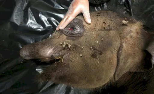 Viral Video Induk Gajah