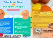 Telur Ayam Omega-3, Sumber Gizi Lengkap untuk Keluarga Indonesia