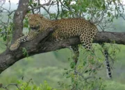 Macan Tutul Lembang