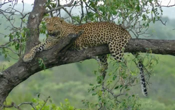 Macan Tutul Lembang