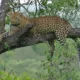 Macan Tutul Lembang Park Zoo Lepas, Kebun Binatang Ditutup