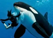 Pelatih Orca Jessica Radcliffe Ditelan Paus Viral, Tak Ada Bukti